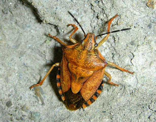 Pentatomidae: Carpocoris pudicus del Lago d''Iseo (BS)